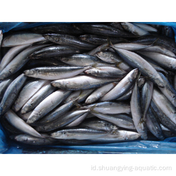 Tanah Kuda Beku Mackerel Fish Trachurus Japonicus